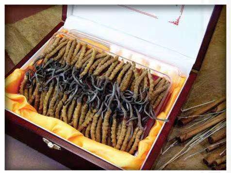 运城冬虫夏草回收